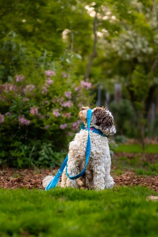 Smycz z rączką szer.2.5cm STAL NIERDZEWNA - POLECANE