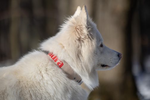 8Q6A7633- (1) Obroża DWUKOLOROWA o szer. 4cm Z Haftem STAL NIERDZEWNA - POLECANE