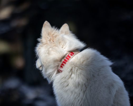 8Q6A7712 (2) Obroża DWUKOLOROWA o szer. 4cm Z Haftem STAL NIERDZEWNA - POLECANE