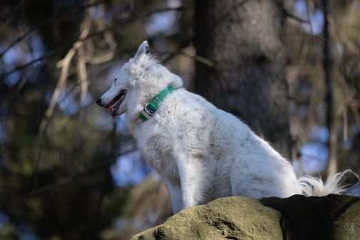8Q6A7741 (1) Obroża DWUKOLOROWA o szer. 4cm Z Haftem STAL NIERDZEWNA - POLECANE