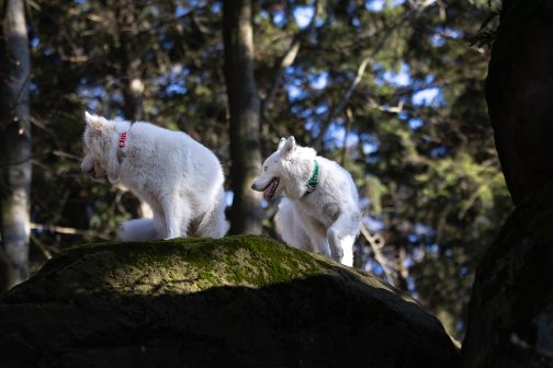 8Q6A7752- (1) Obroża DWUKOLOROWA o szer. 4cm Z Haftem STAL NIERDZEWNA - POLECANE
