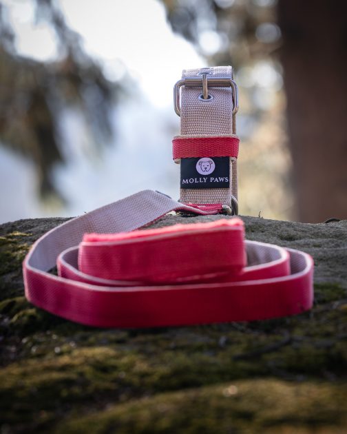 8Q6A7787- Obroża DWUKOLOROWA o szer. 4cm Z Haftem STAL NIERDZEWNA - POLECANE