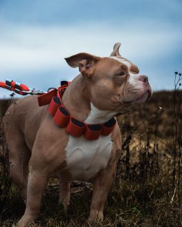 Obroża szer. 4cm z Obciążeniem do Treningu