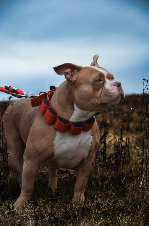 A7C10527-7D29-4F77-9ABF-7D7D8B476451 Obroża szer. 4cm z Obciążeniem do Treningu