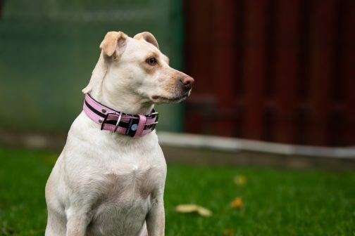 Obroża o szer. 4cm Kolorowa STAL NIERDZEWNA - POLECANE