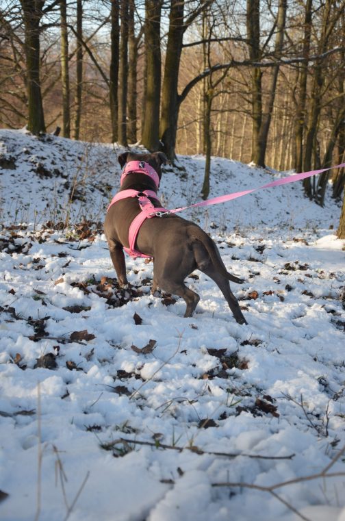 DSC_0028 Zestaw Szelki Z Polarem o szerokości 4cm oraz smycz z rączą dł.180cm