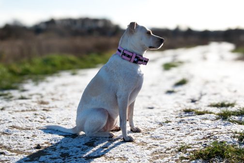 Obroża o szer. 4cm Kolorowa STAL NIERDZEWNA - POLECANE