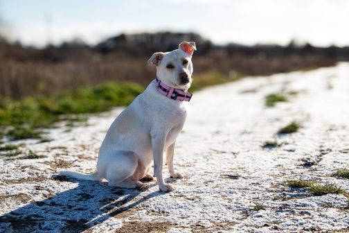 Obroża o szer. 4cm Kolorowa STAL NIERDZEWNA - POLECANE