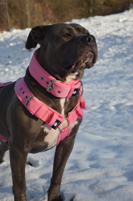 Szelki z mięciutkim polarem o szer.4cm STAL NIERDZEWNA - POLECANE