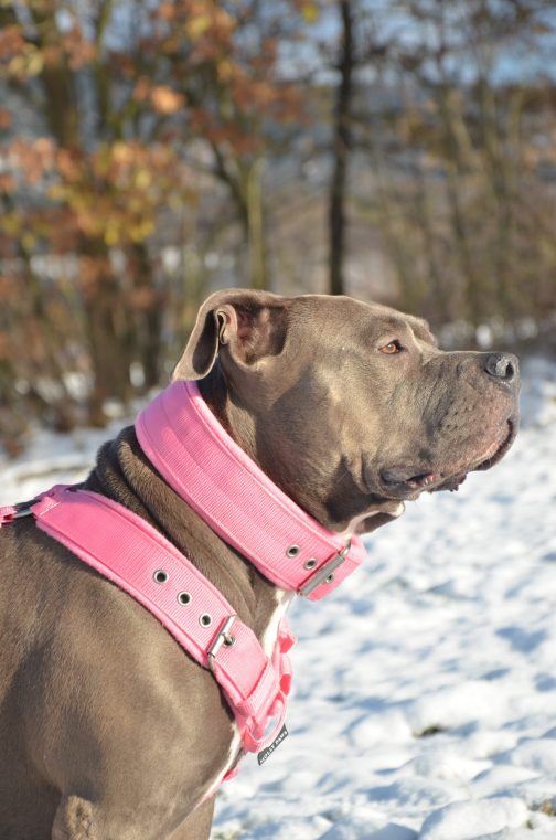 Obroża z polarem o szerokości 5cm STAL NIERDZEWNA - POLECANE