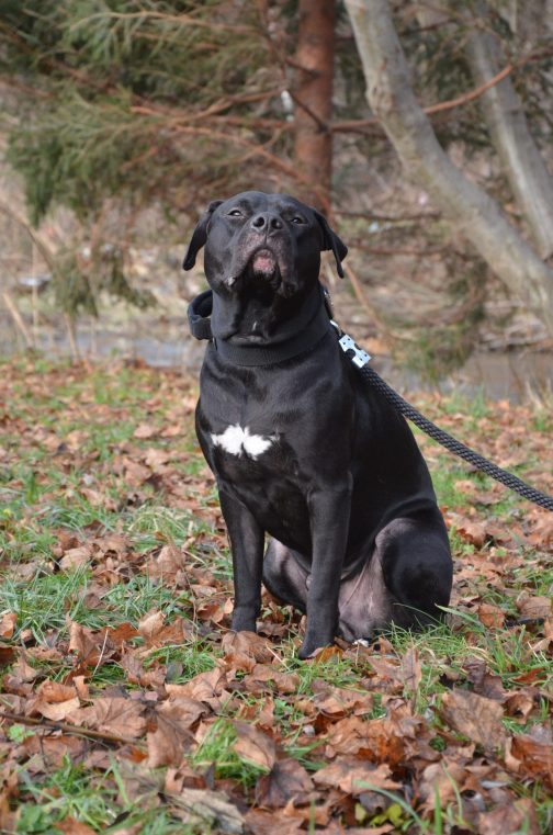 Obroża z Uchwytem o szerokości 4cm STAL NIERDZEWNA - POLECANE