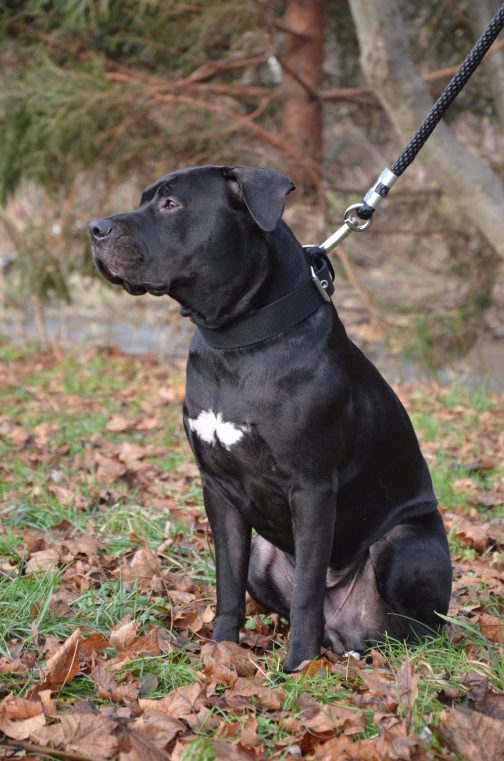 Obroża z Uchwytem o szerokości 4cm STAL NIERDZEWNA - POLECANE
