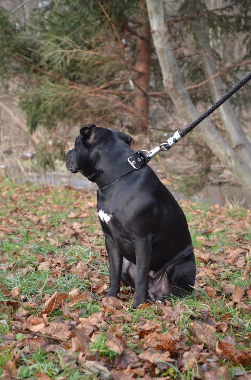 Obroża z Uchwytem o szerokości 4cm STAL NIERDZEWNA - POLECANE