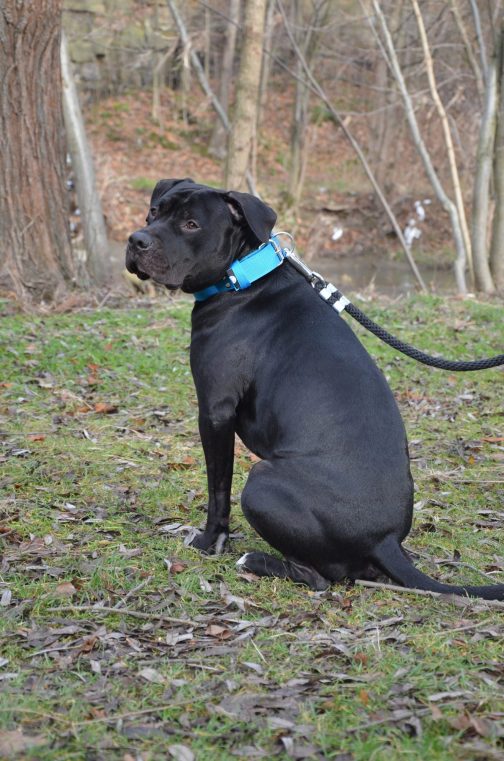 DSC_0222 Obroża KENNELOWA STAL NIERDZEWNA - POLECANE