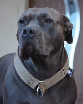 Obroża Półzaciskowa STAL NIERDZEWNA-POLECANE