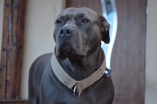 Obroża Półzaciskowa