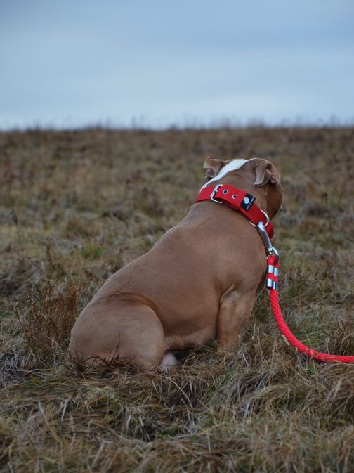 DSC_0655 Obroża szer. 4cm z Obciążeniem do Treningu