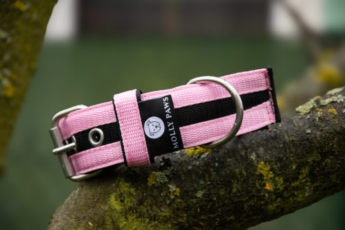 Obroża o szer. 4cm Kolorowa STAL NIERDZEWNA - POLECANE