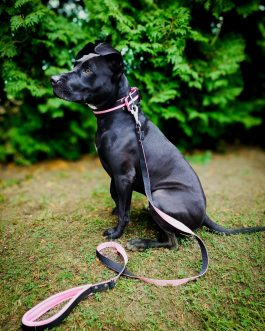 Zestaw Dwukolorowy Smycz + Obroża