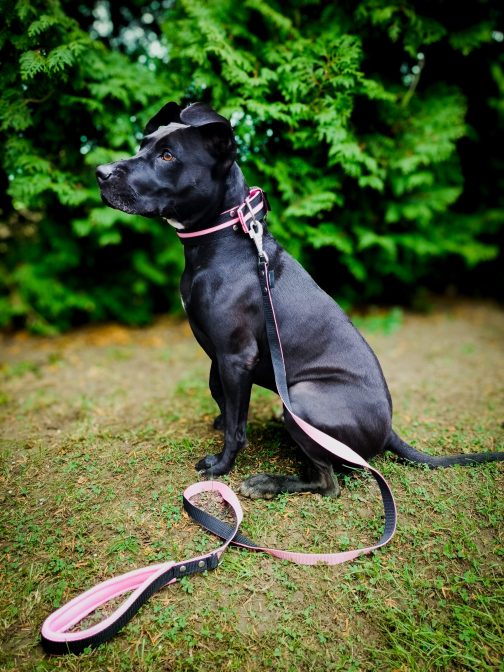 968-0-0# Zestaw Dwukolorowy Smycz + Obroża