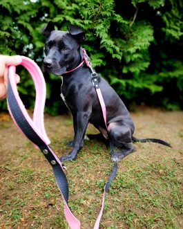 Smycz dwukolorowa z rączką szer.2.5cm STAL NIERDZEWNA - POLECANE