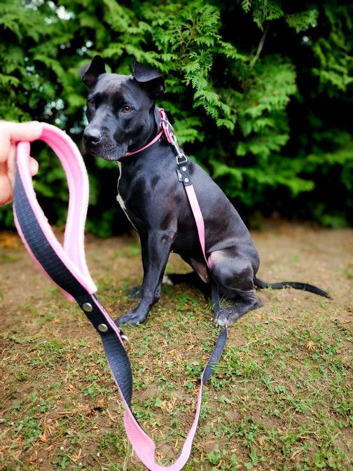 968-0-0# Zestaw Dwukolorowy Smycz + Obroża