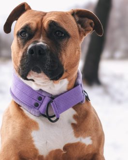 JW5A4792 Obroża Lekka półzaciskowa