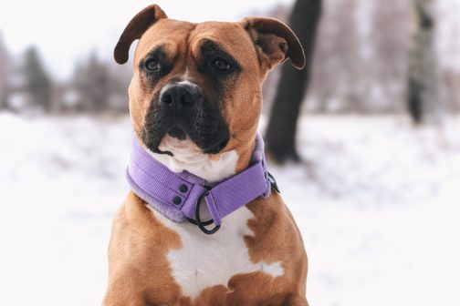 Obroża Lekka - półzaciskowa z Własnym Haftem