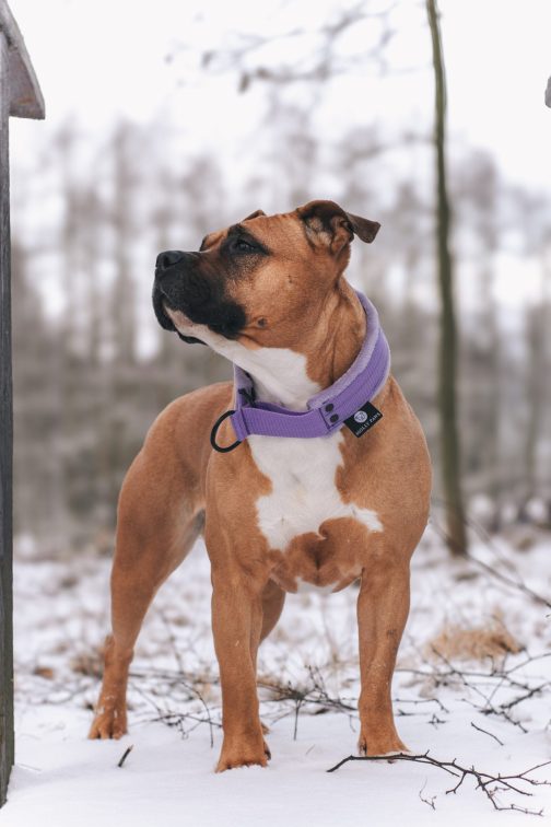 Obroża Lekka - półzaciskowa z Własnym Haftem