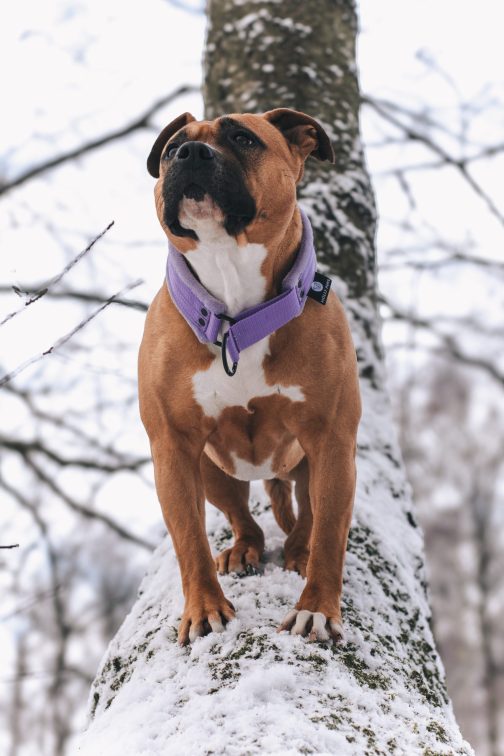 Obroża Lekka - półzaciskowa z Własnym Haftem
