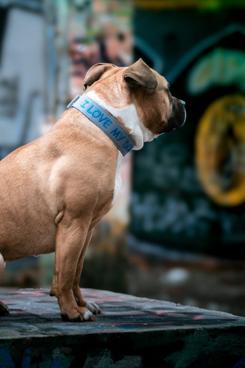 JW5A5913 (1) Obroża DWUKOLOROWA o szer. 4cm Z Haftem STAL NIERDZEWNA - POLECANE