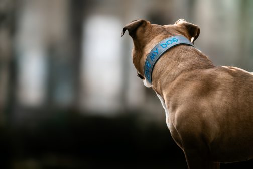 JW5A5938 Obroża DWUKOLOROWA o szer. 4cm Z Haftem STAL NIERDZEWNA - POLECANE