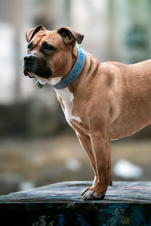 JW5A5951 Obroża DWUKOLOROWA o szer. 4cm Z Haftem STAL NIERDZEWNA - POLECANE