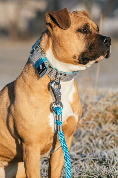 Smycz z liny dł. 65cm-do prowadzenia psa przy nodze