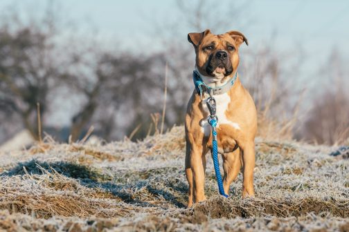 Smycz z liny dł. 65cm-do prowadzenia psa przy nodze