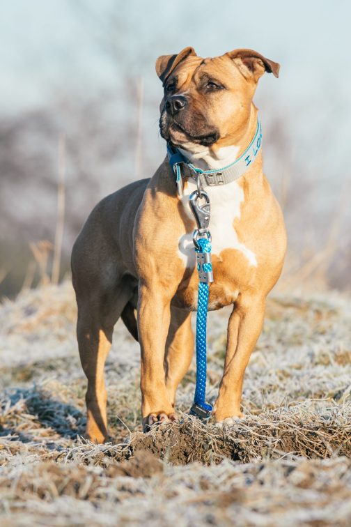 Smycz z liny dł. 65cm-do prowadzenia psa przy nodze