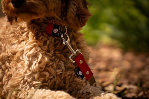 _MG_1734 Smycz dwukolorowa z rączką szer.2.5cm STAL NIERDZEWNA - POLECANE