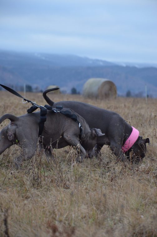 Szelki o szerokości 4cm z obciążeniem