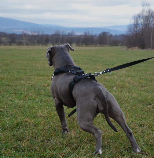 Szelki o szerokości 4cm z obciążeniem