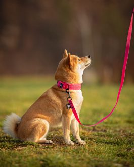 IMG_1843 Lekka Obroża z polarem szerokości 2.5cm