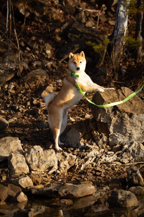 Kolorowa Obroża o szer. 3cm z haftem STAL NIERDZEWNA - POLECANE