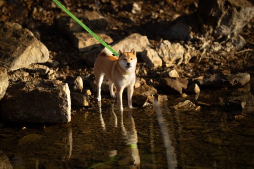 Kolorowa Obroża o szer. 3cm z haftem STAL NIERDZEWNA - POLECANE