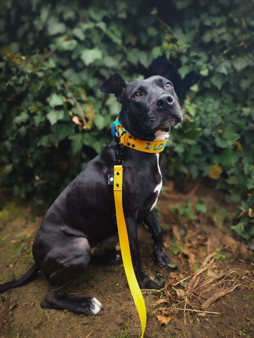 Smycz z karabińczykiem taktycznym 2.5cm