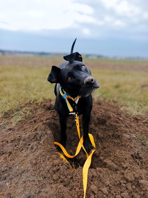 968-0-0# Obroża DWUKOLOROWA Lekka o szer. 4cm Z Haftem