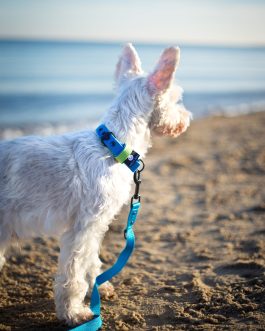 IMG_2182 Lekka Kolorowa Obroża o szer. 2.5cm