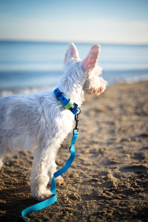 Lekka Kolorowa Obroża o szer. 2.5cm