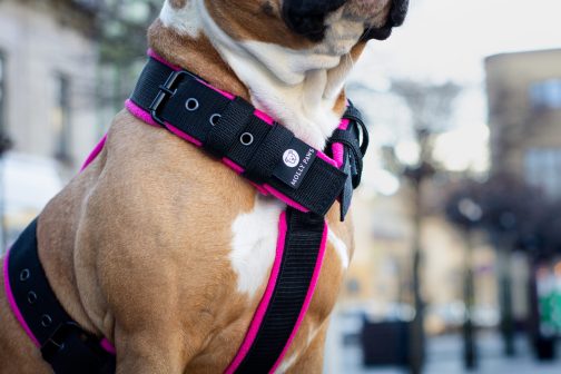 Szelki z mięciutkim polarem o szer. 4cm Lekkie