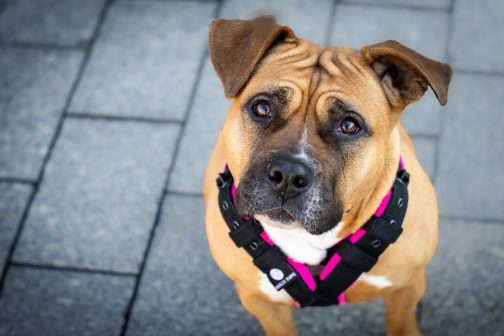 Szelki z mięciutkim polarem o szer. 4cm Lekkie