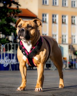 JW5A4456 Szelki z mięciutkim polarem o szer. 4cm Lekkie