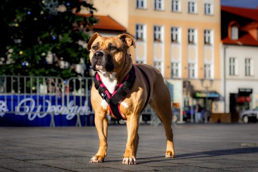 Szelki z mięciutkim polarem o szer. 4cm Lekkie